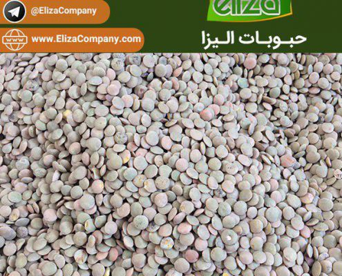 فروش عدس روسی