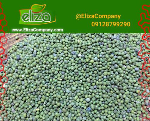 قیمت روز ماش