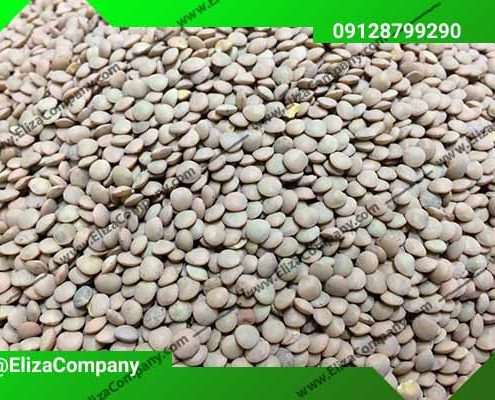 قیمت عدس سبز عمده