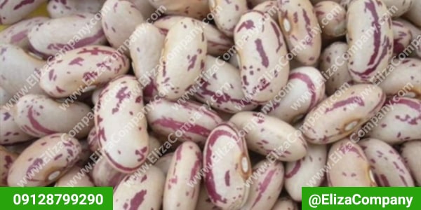 صادرات لوبیا چیتی